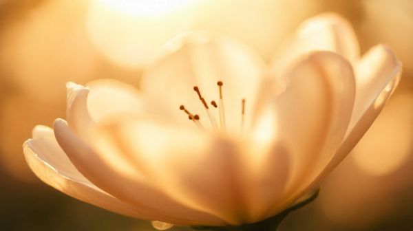 Les fleurs de CBD : Top conseils pour des bénéfices surprenants